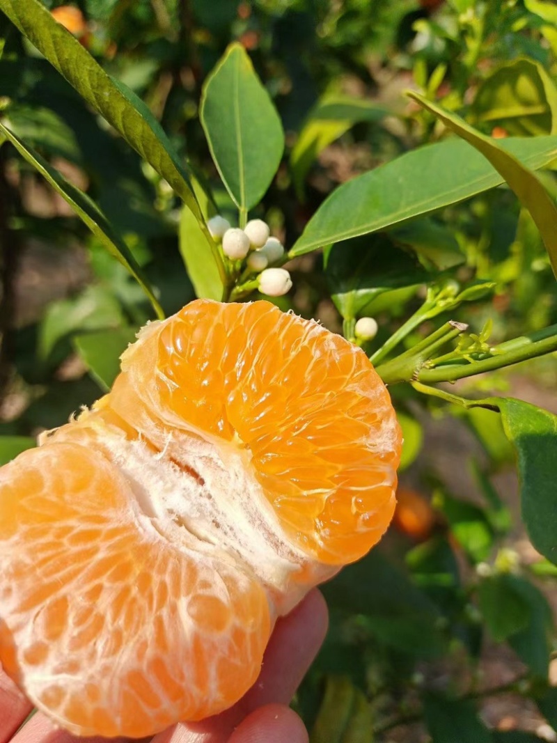 广西武鸣沃柑，皮薄，果味浓郁，香甜多汁。