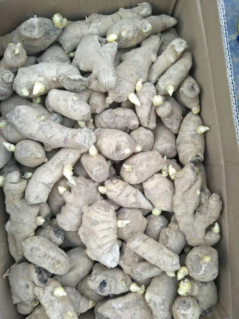山东《脱毒368高产姜种》货源充足技术指导全国发货