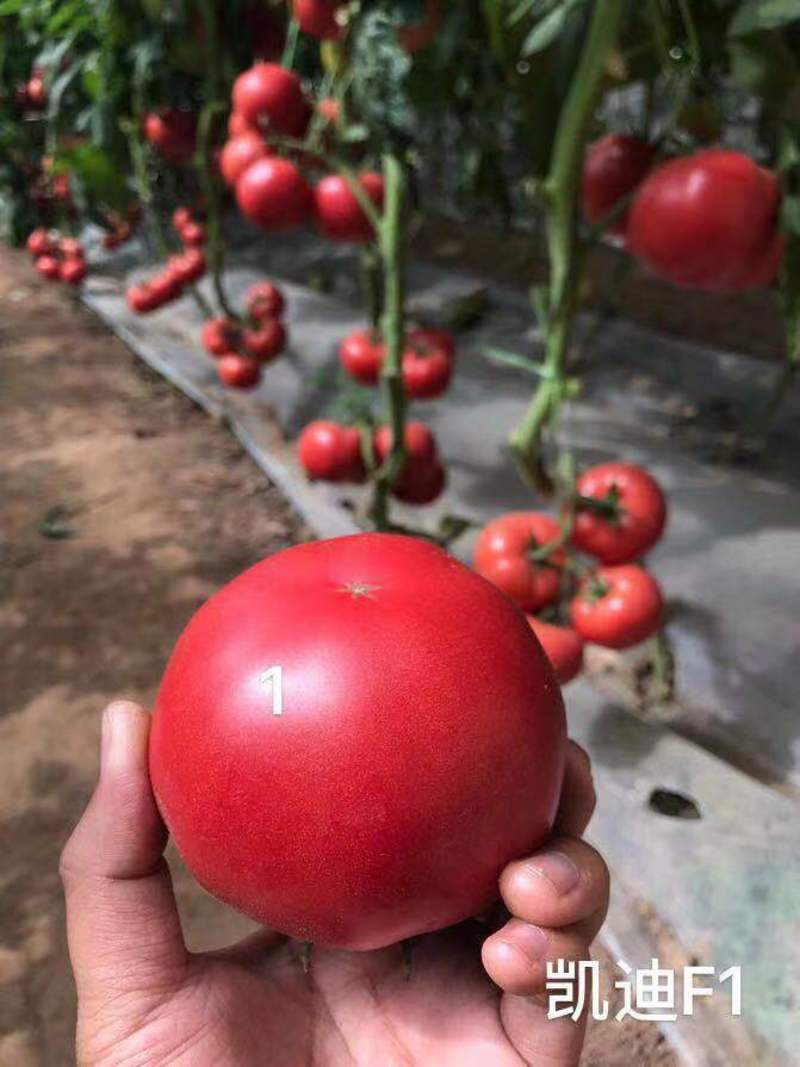 西红柿苗荷兰进口抗病毒精品果产量高