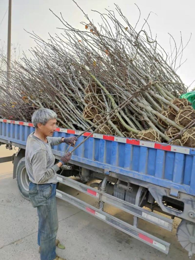 精品翠冠梨，翠冠梨。需要好品种的老板，请联系