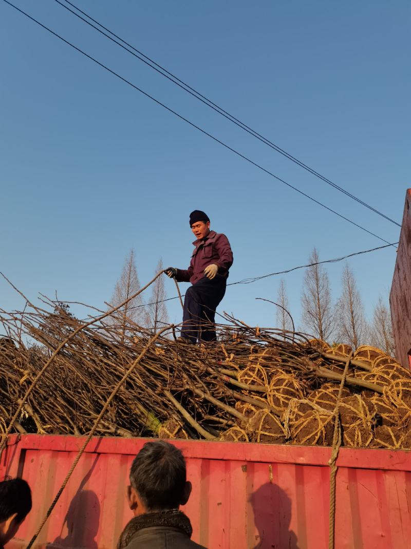 精品翠冠梨，翠冠梨。需要好品种的老板，请联系