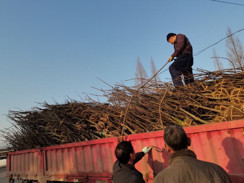 精品翠冠梨，翠冠梨。需要好品种的老板，请联系