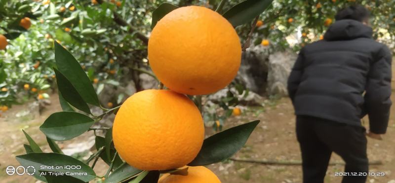 纯甜冰糖橙，蜜香橙，埃及甜橙，锦蜜冰糖，