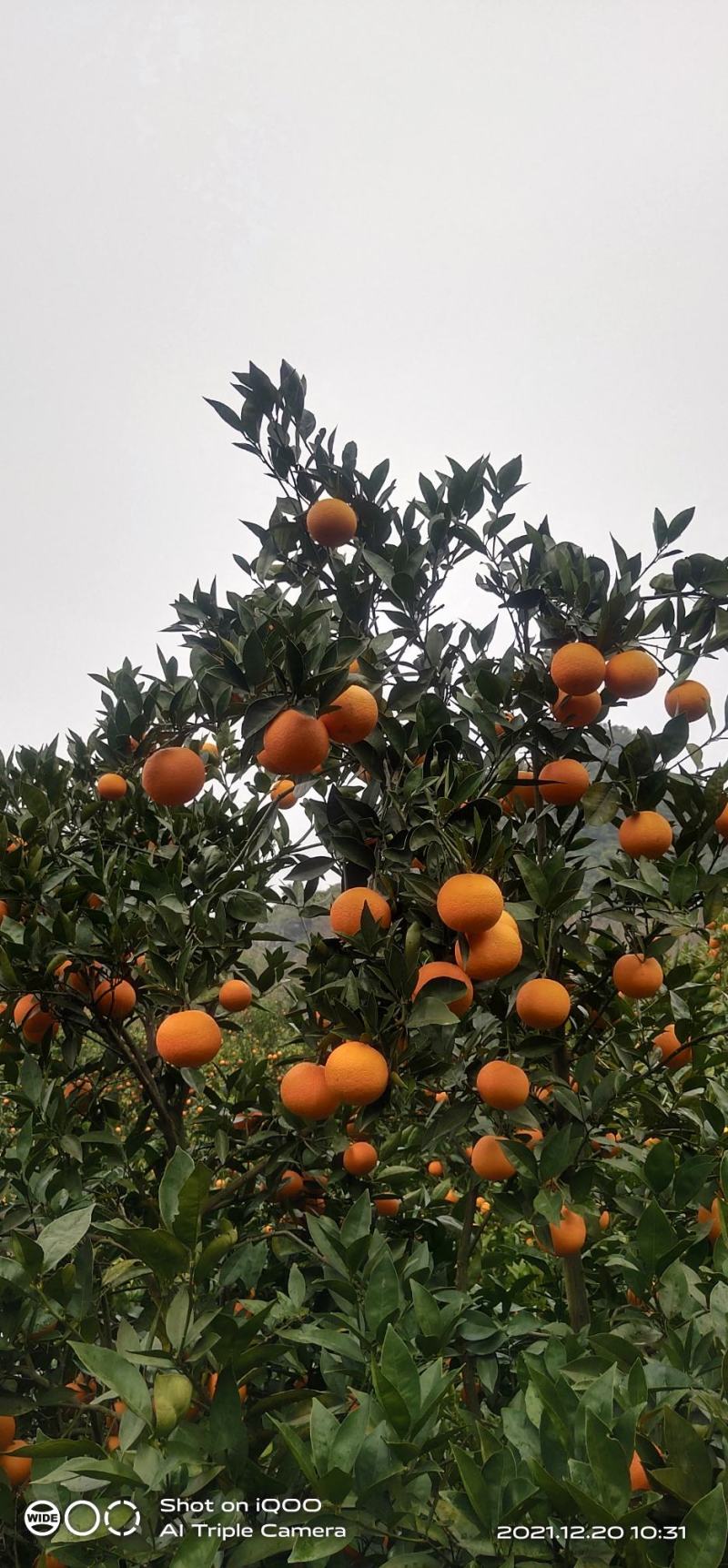 纯甜冰糖橙，蜜香橙，埃及甜橙，锦蜜冰糖，
