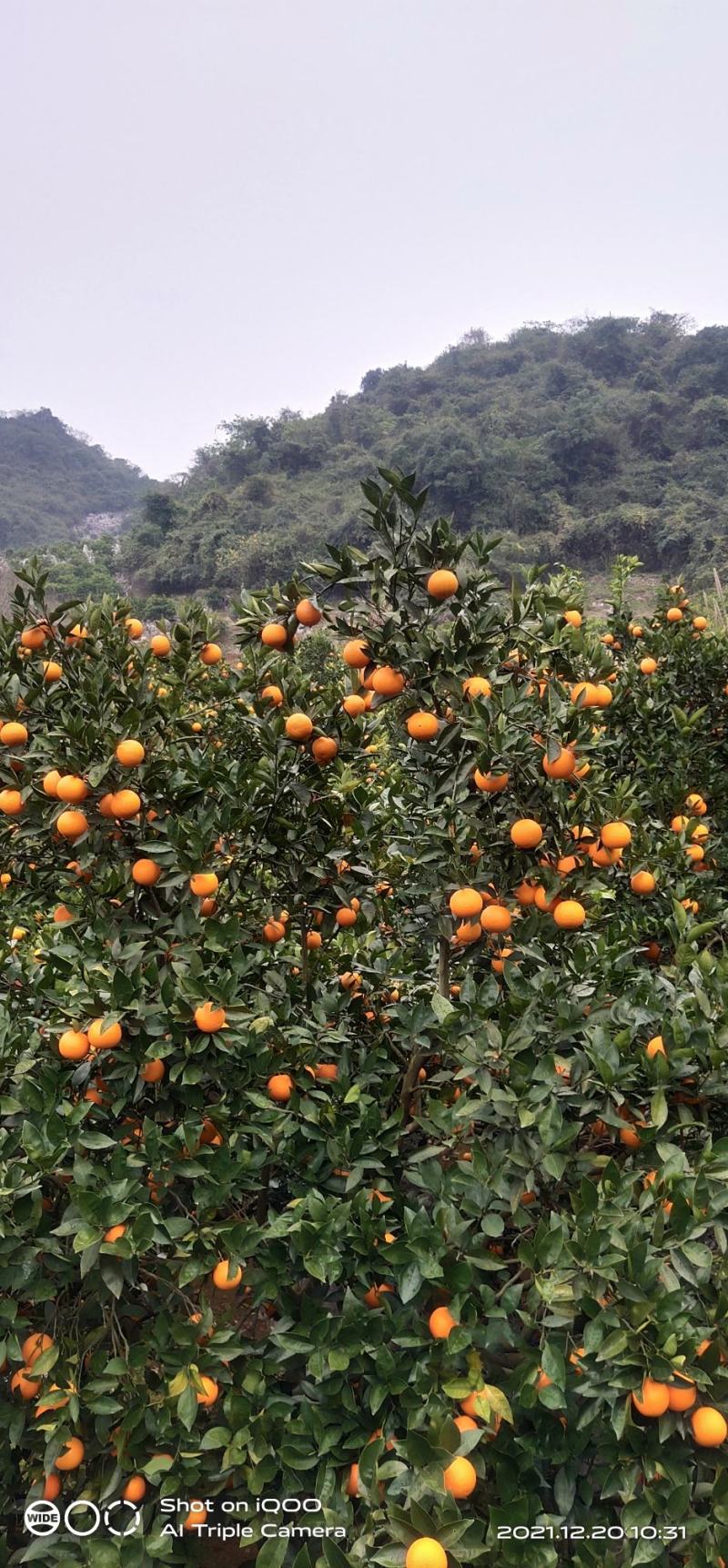 纯甜冰糖橙，蜜香橙，埃及甜橙，锦蜜冰糖，