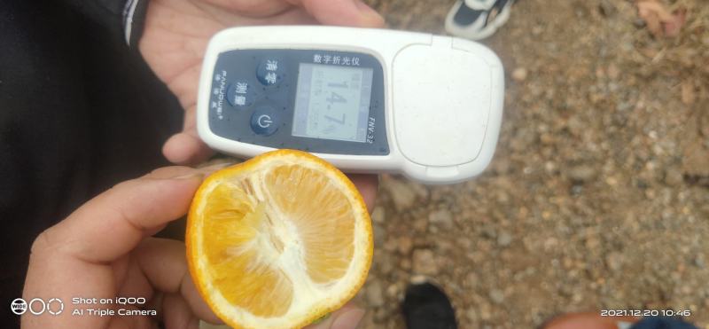 纯甜冰糖橙，蜜香橙，埃及甜橙，锦蜜冰糖，