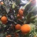 纯甜冰糖橙，蜜香橙，埃及甜橙，锦蜜冰糖，