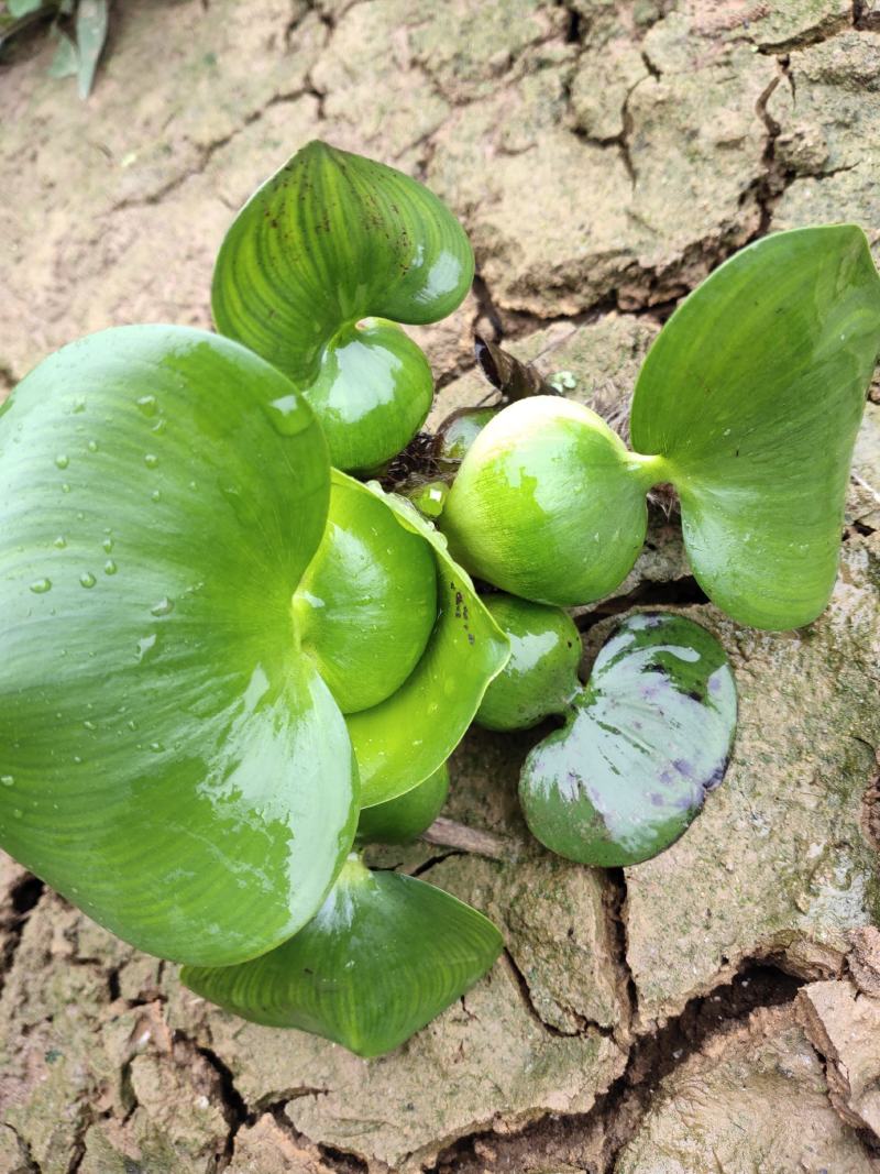 凤眼蓝别名水葫芦这里成灾了求带走鱼虾蟹遮阴好帮手