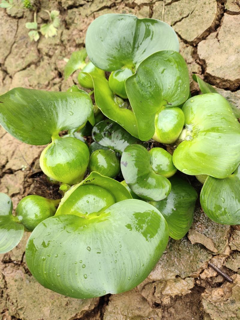 凤眼蓝别名水葫芦这里成灾了求带走鱼虾蟹遮阴好帮手