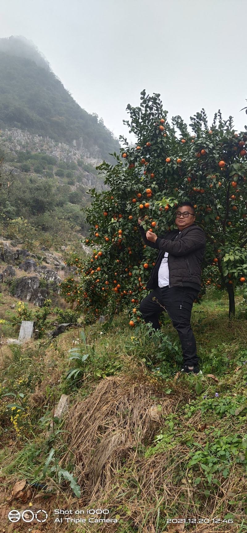 广西桂林砂糖橘，颜色火红，口感纯甜，产地一手货源
