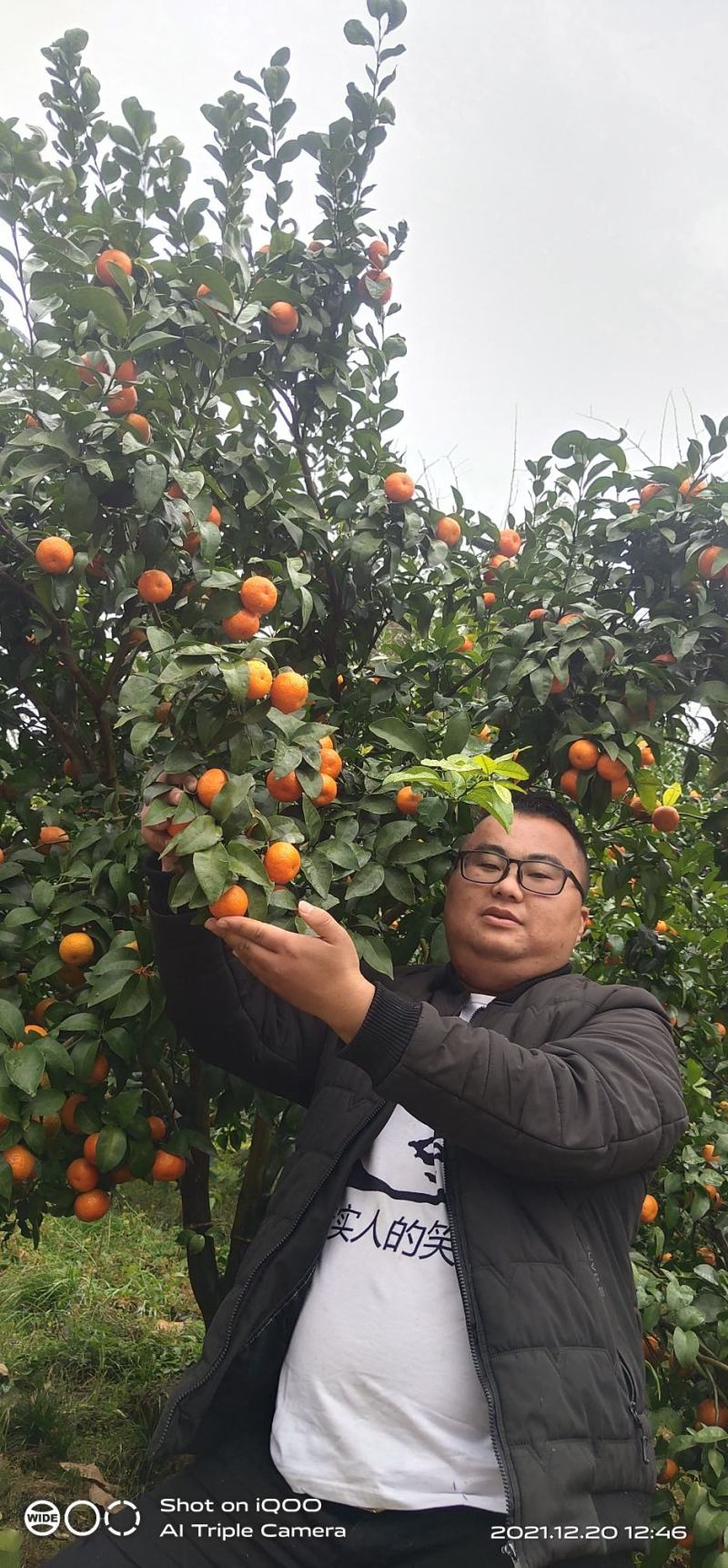 广西桂林砂糖橘，颜色火红，口感纯甜，产地一手货源