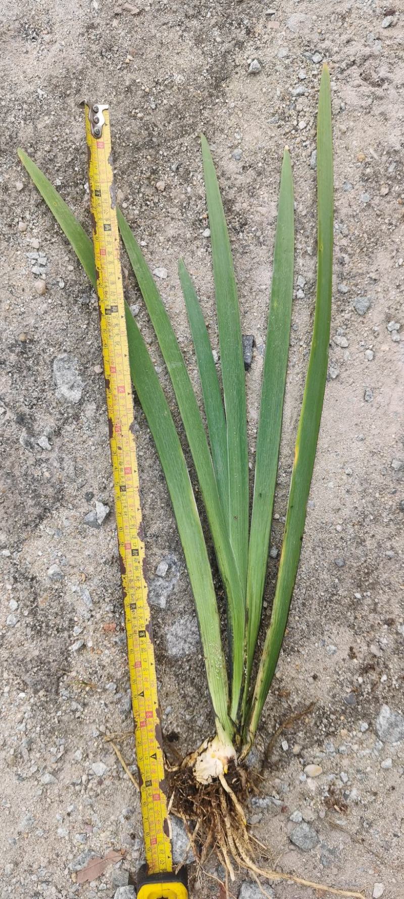 广东水生植物基地大量有货供应水生植物鸢尾欢迎各界人士