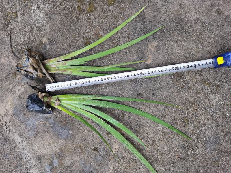 广东水生植物基地大量有货供应水生植物鸢尾欢迎各界人士