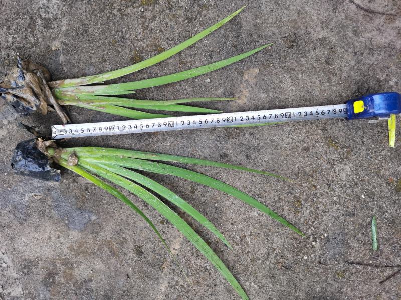 广东水生植物基地大量有货供应水生植物鸢尾欢迎各界人士