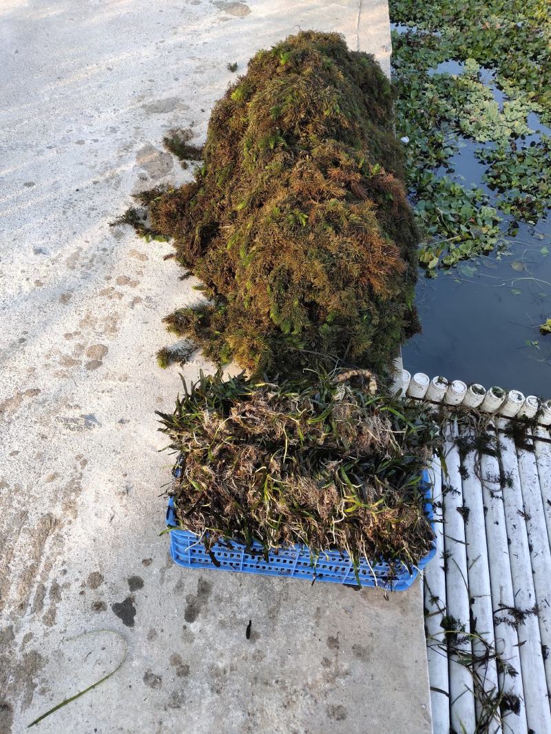 金鱼藻、鱼缸造景、塘口种植、河道治理、进化水质