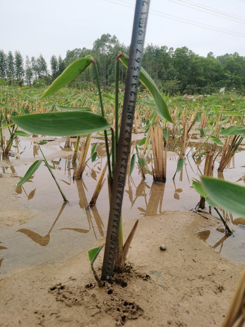 广东水生百草园苗木场大量供应水生植物再力花，欢迎各界人士