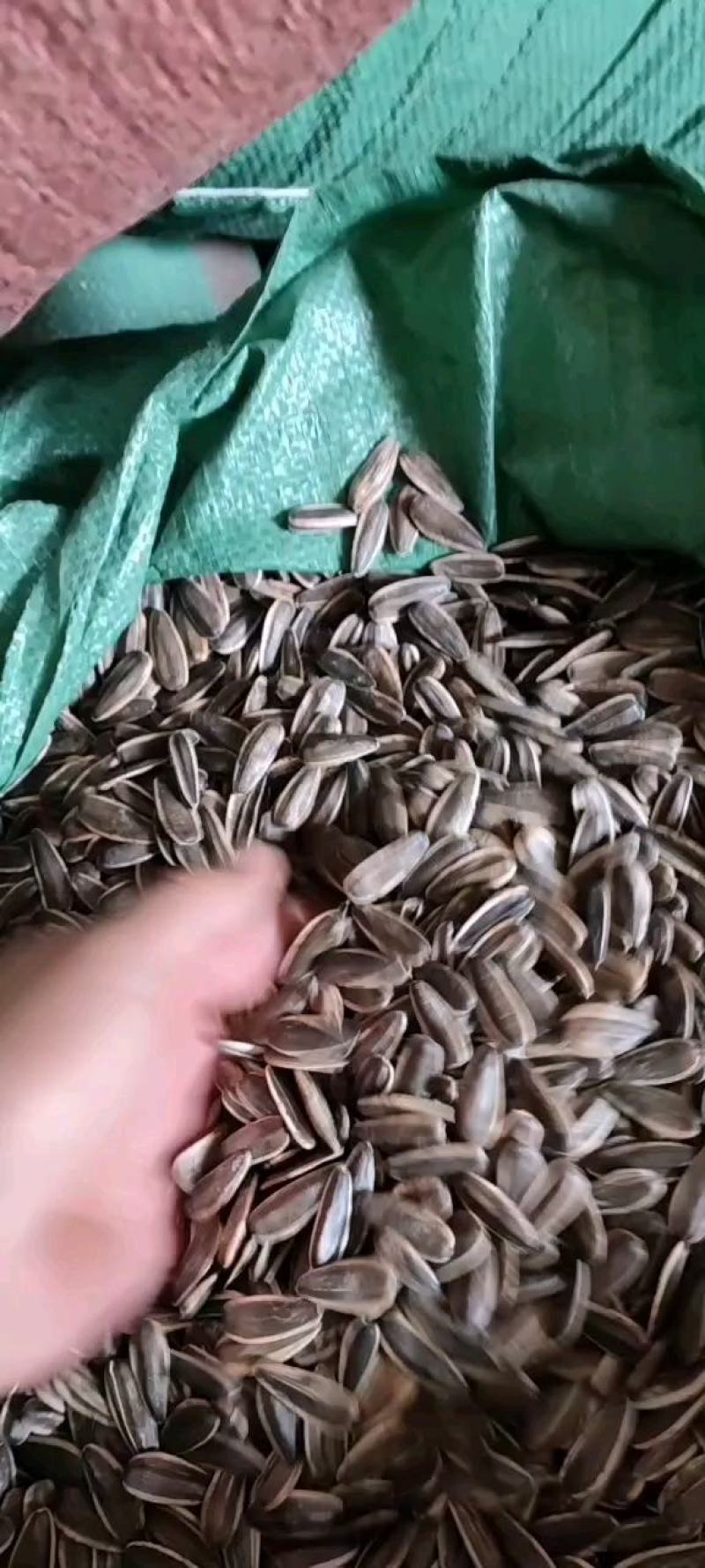 同庆五号内蒙大瓜子巴彦淖尔葵花籽黄河水浇灌产地直发，