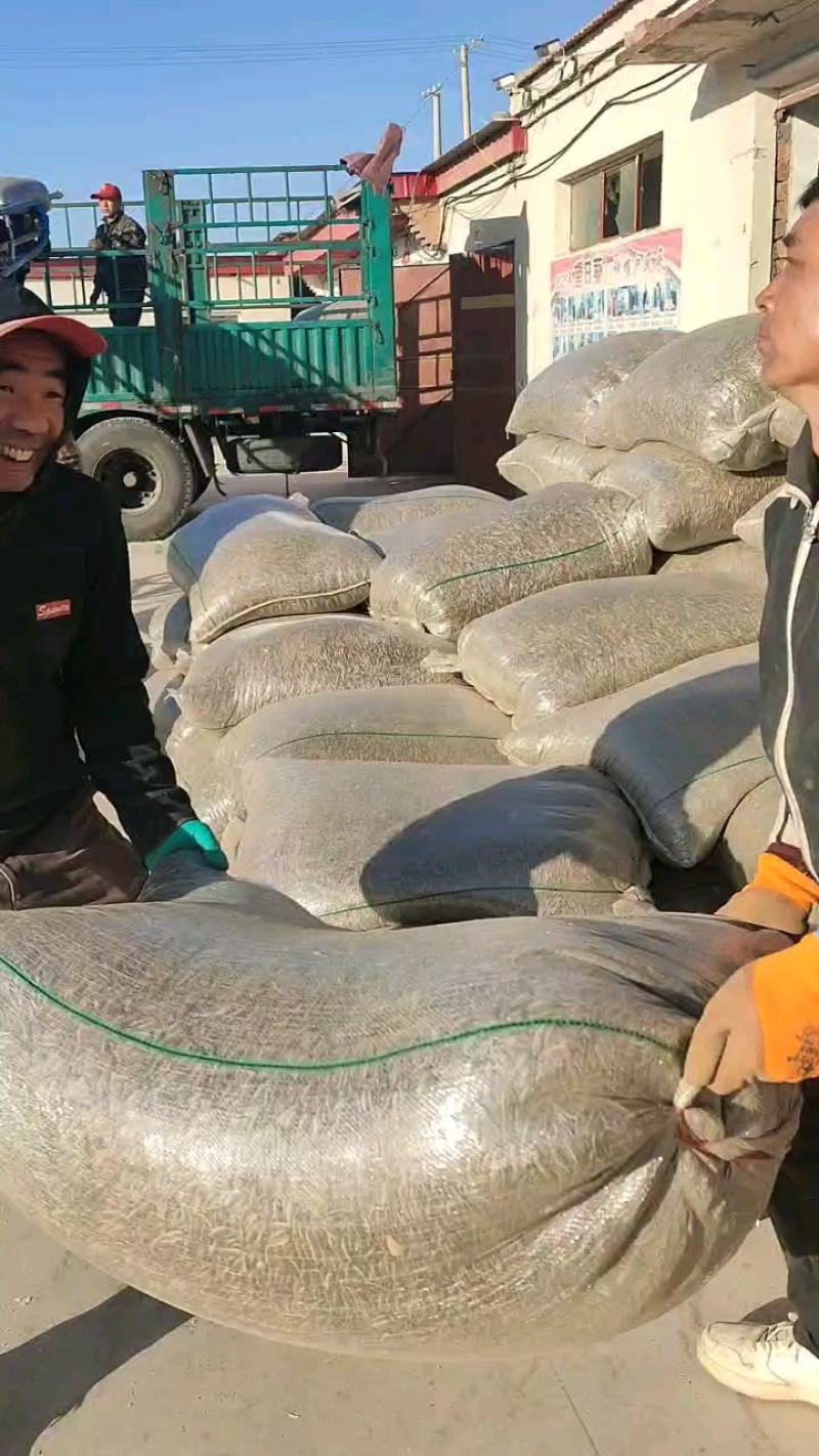同庆五号内蒙大瓜子巴彦淖尔葵花籽黄河水浇灌产地直发，