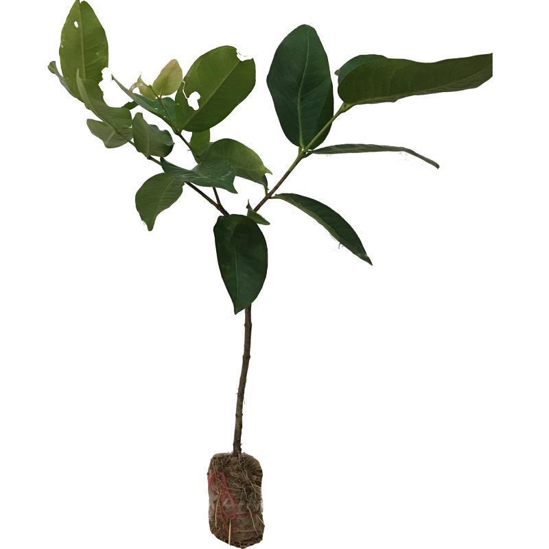 黑糖芭比莲雾树苗黑金刚莲雾嫁接果树苗大叶红黑珍珠飞弹四季
