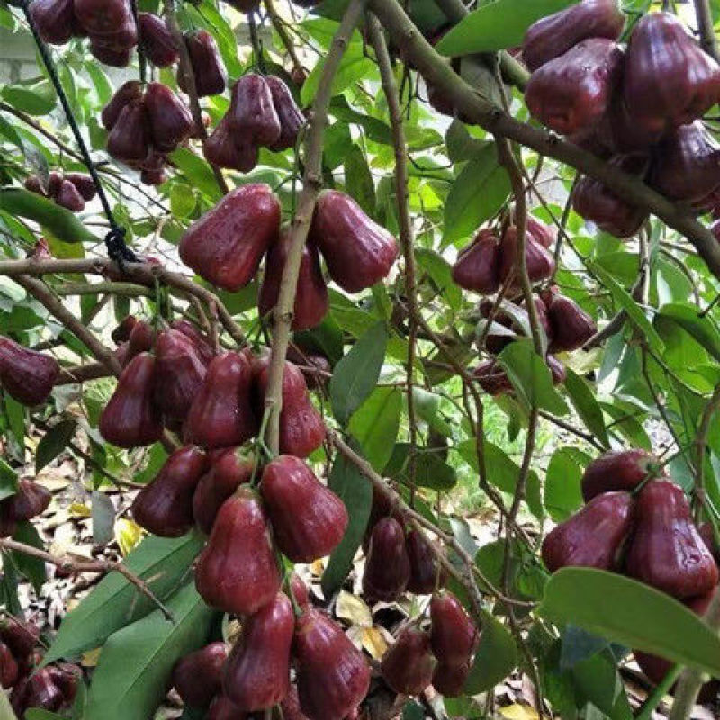黑糖芭比莲雾树苗黑金刚莲雾嫁接果树苗大叶红黑珍珠飞弹四季