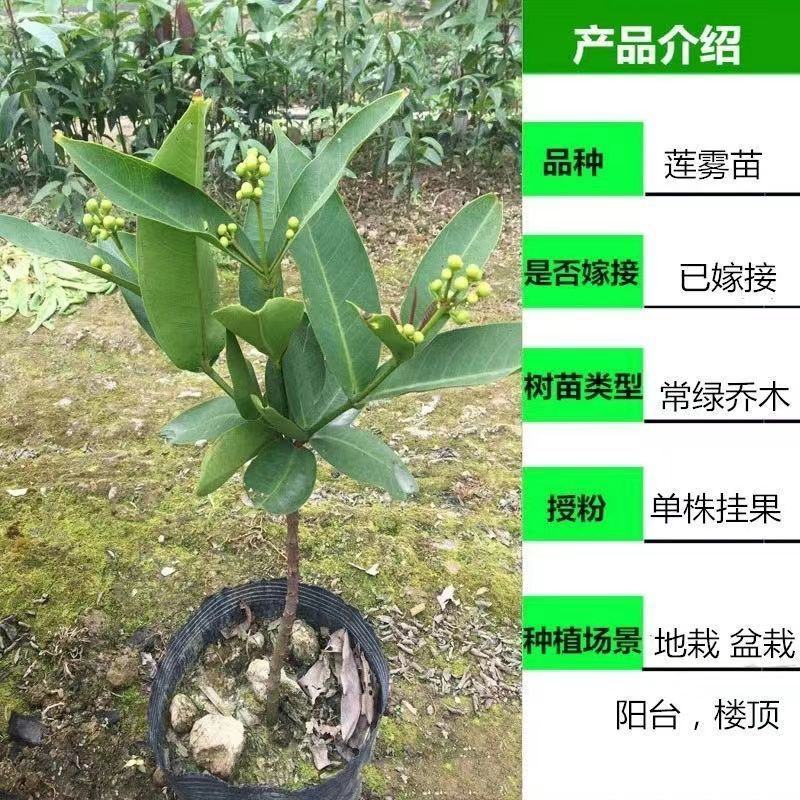 黑糖芭比莲雾树苗黑金刚莲雾嫁接果树苗大叶红黑珍珠飞弹四季