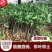 黑糖芭比莲雾树苗黑金刚莲雾嫁接果树苗大叶红黑珍珠飞弹四季