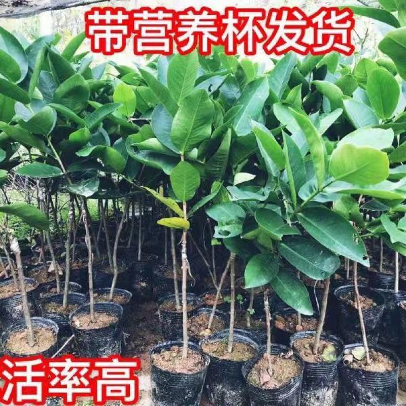 黑糖芭比莲雾树苗黑金刚莲雾嫁接果树苗大叶红黑珍珠飞弹四季