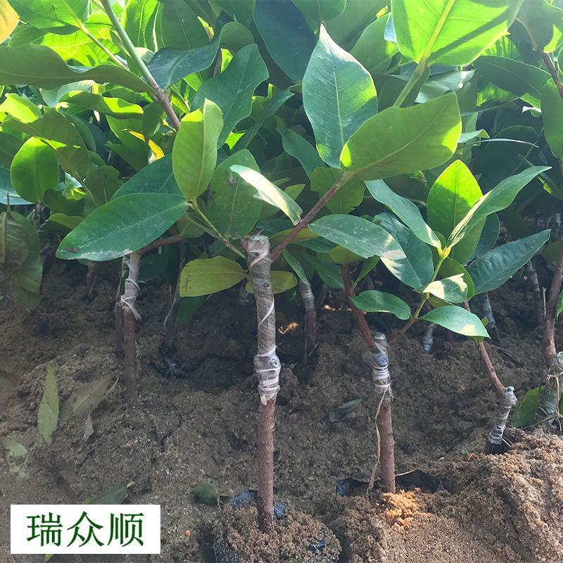 黑糖芭比莲雾树苗黑金刚莲雾嫁接果树苗大叶红黑珍珠飞弹四季