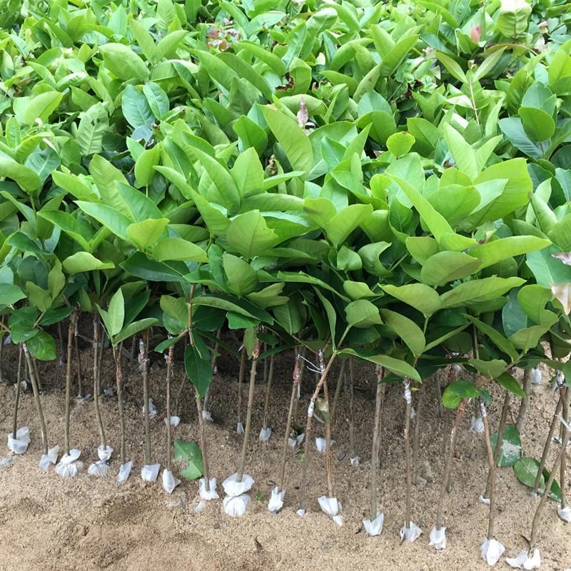 黑糖芭比莲雾树苗黑金刚莲雾嫁接果树苗大叶红黑珍珠飞弹四季