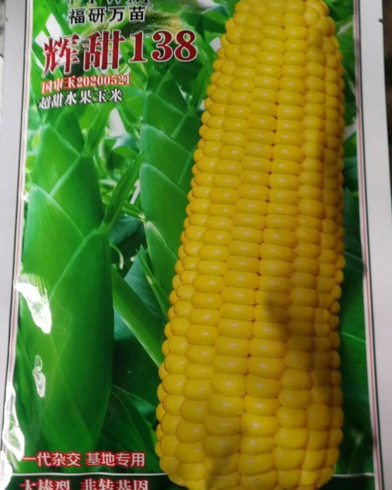 辉甜138玉米种，杂交，大棒型，超甜水果玉米。
