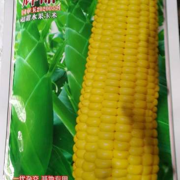 辉甜138玉米种，杂交，大棒型，超甜水果玉米。