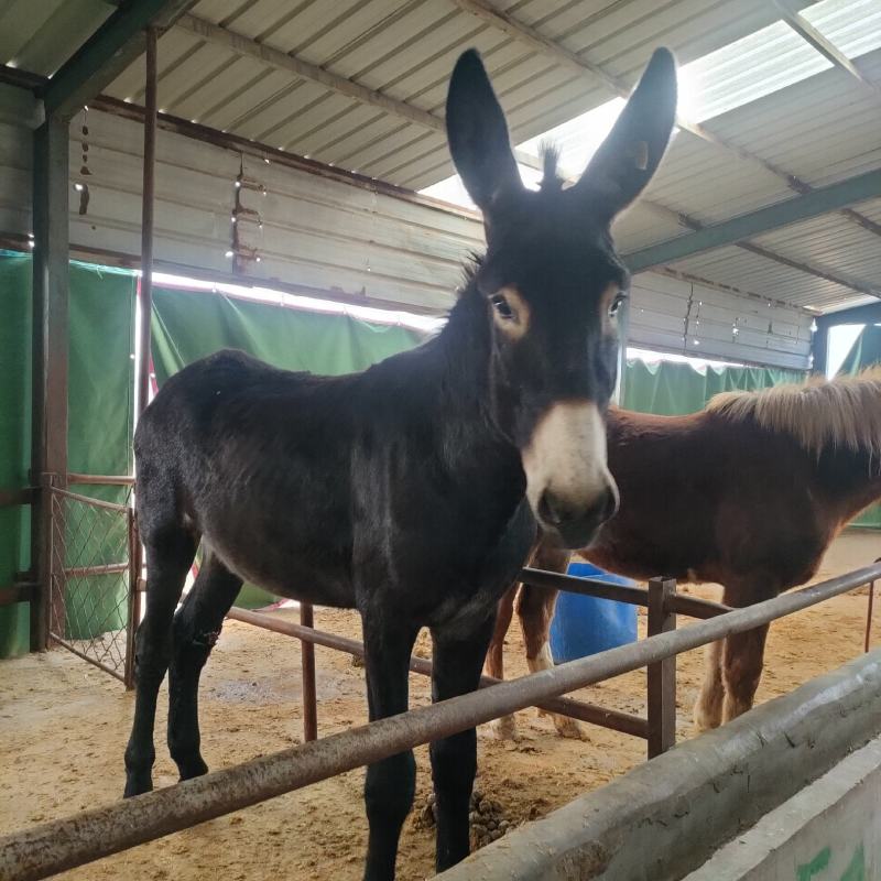 改良肉馿德州馿三粉馿乌头馿小馿驹价格？包技术包成活