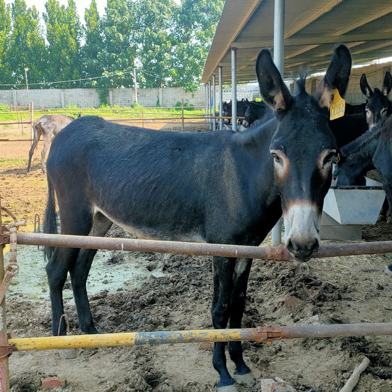 改良肉馿德州馿三粉馿乌头馿小馿驹价格？包技术包成活
