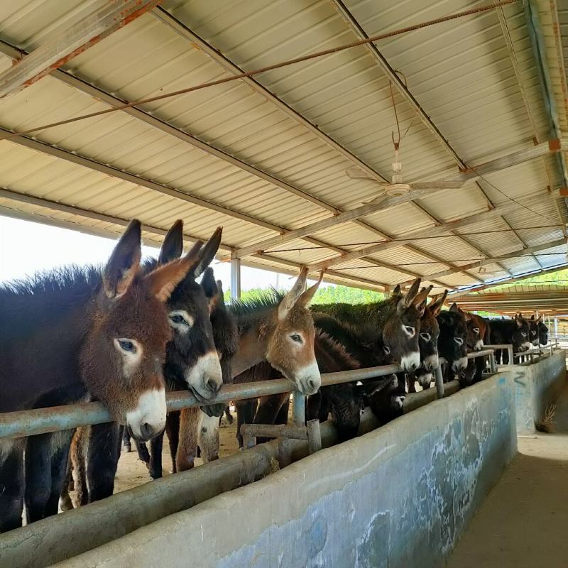 改良肉馿德州馿三粉馿乌头馿小馿驹价格？包技术包成活