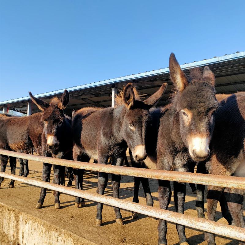 改良肉馿德州馿三粉馿乌头馿小馿驹价格？包技术包成活