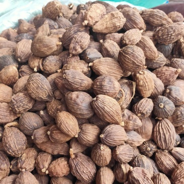 草果云南草果干草果火烤草果电烤草果产地直发精品草果