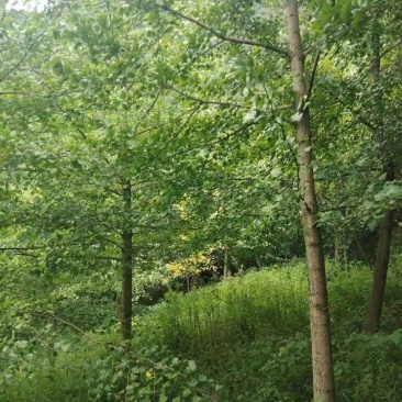 银杏树