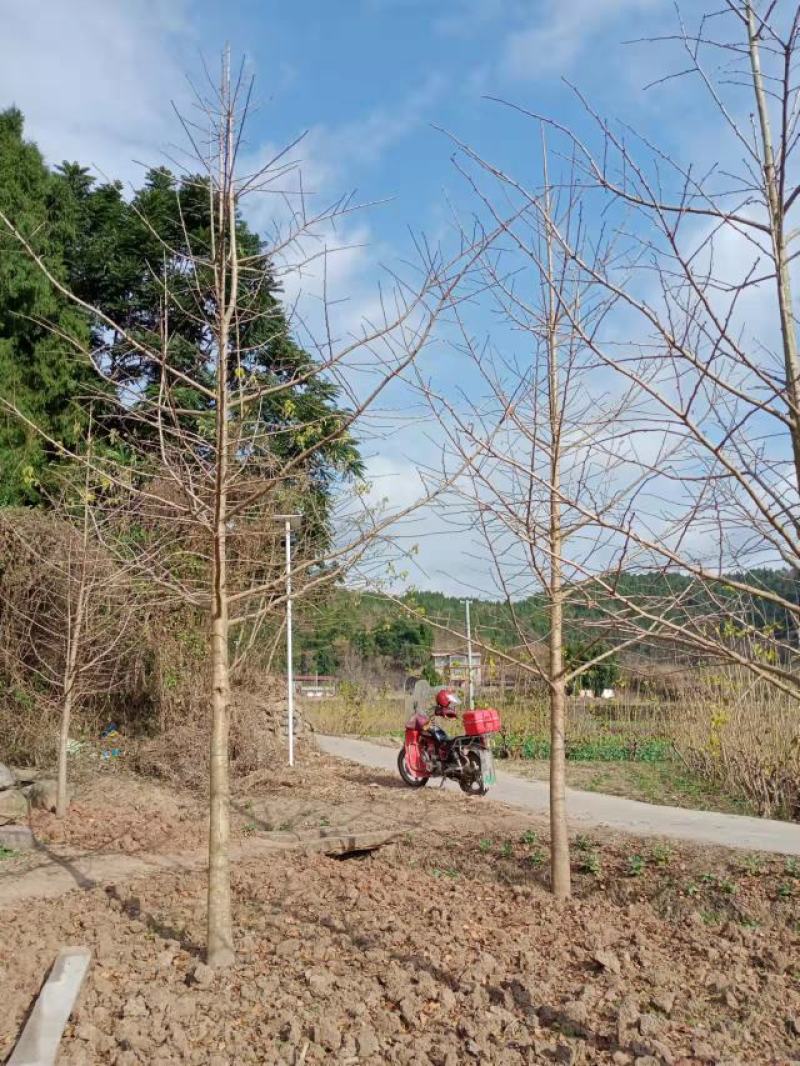 银杏树