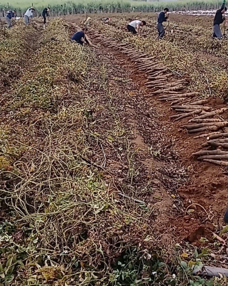 黑鬼山药大量上市要的老板请联系