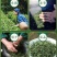 毛尖新茶特级明前绿茶高香耐泡茶农包邮