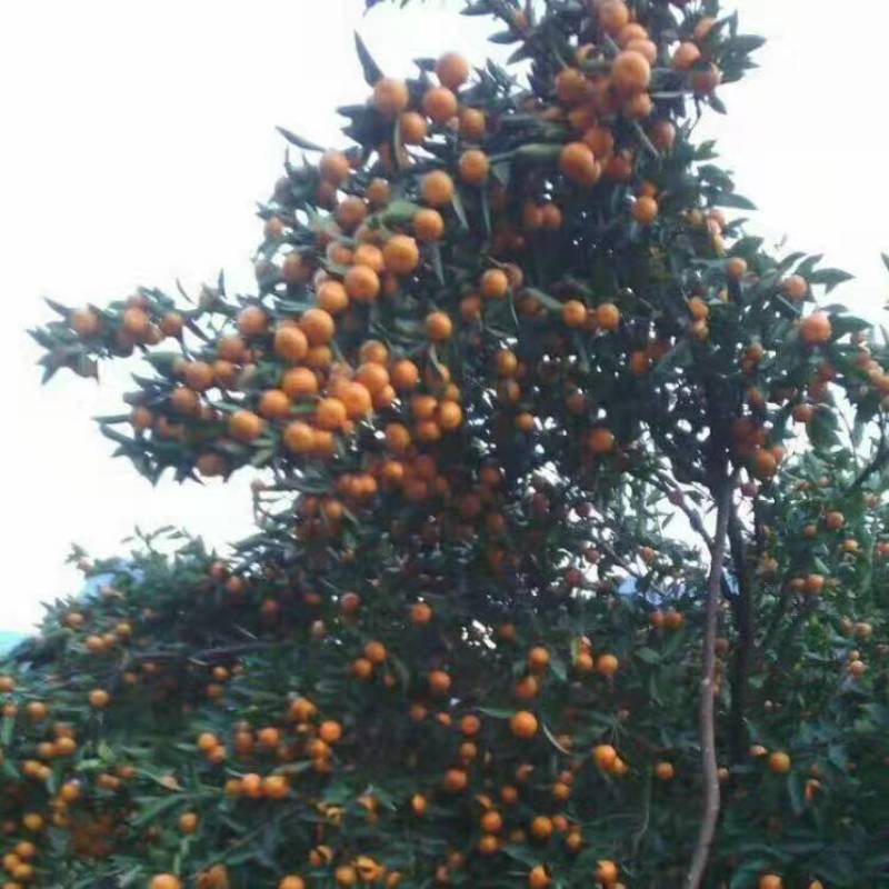 广西荔浦沙糖桔大量上市，园子货皮薄起砂