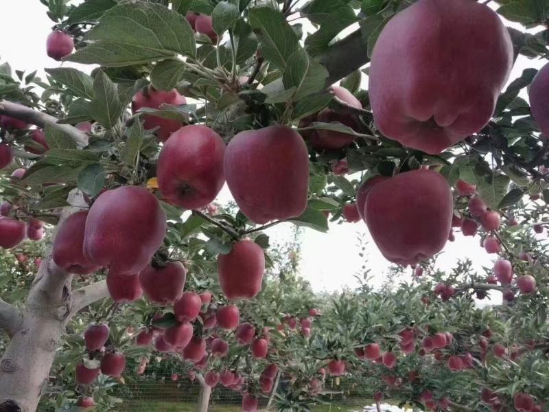苹果苗糖心苹果苗免费提供种植技术指导，苗子包成活