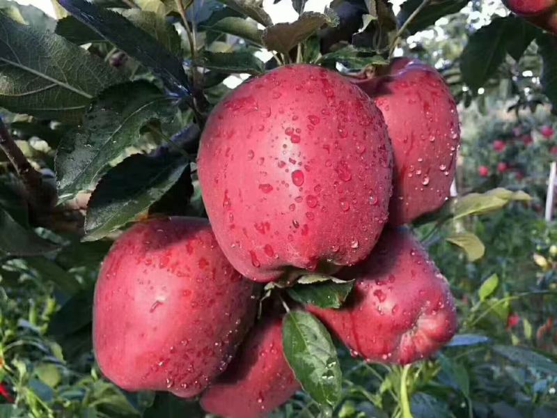苹果苗糖心苹果苗免费提供种植技术指导，苗子包成活