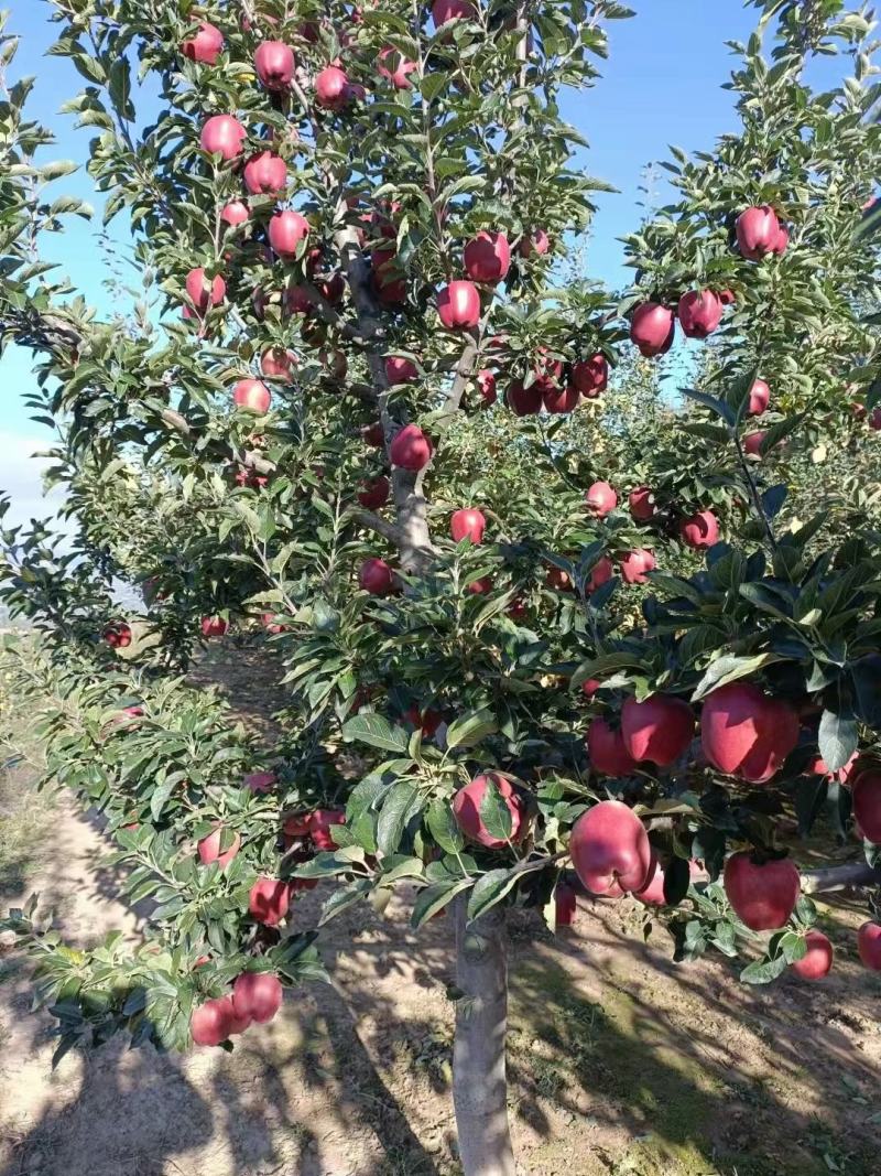苹果苗糖心苹果苗免费提供种植技术指导，苗子包成活