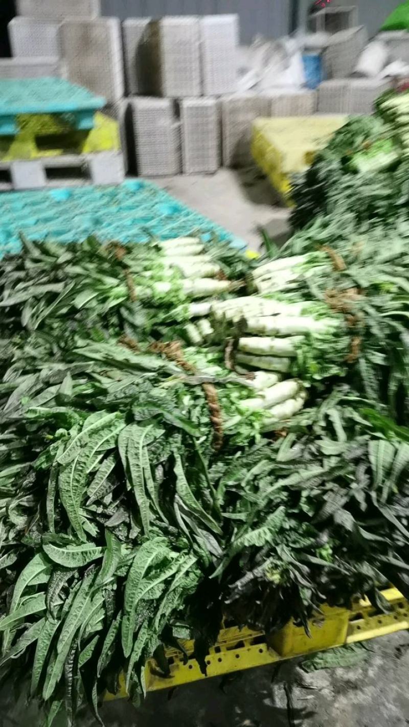 精品莴苣大量上市量大价优需要的老板跟我联系
