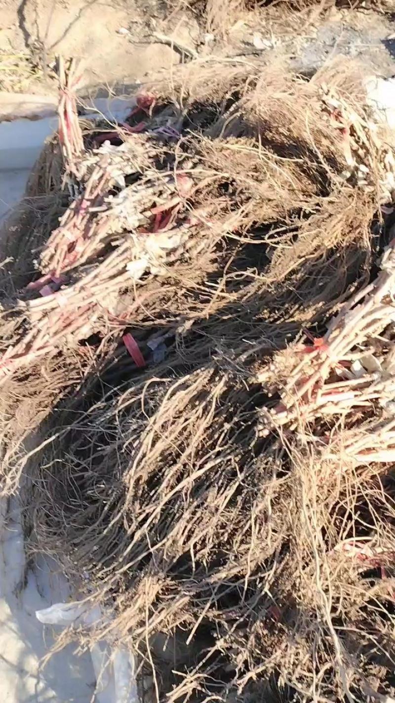 甜蜜蓝宝石阳光玫瑰中国红玫瑰葡萄苗种植基地