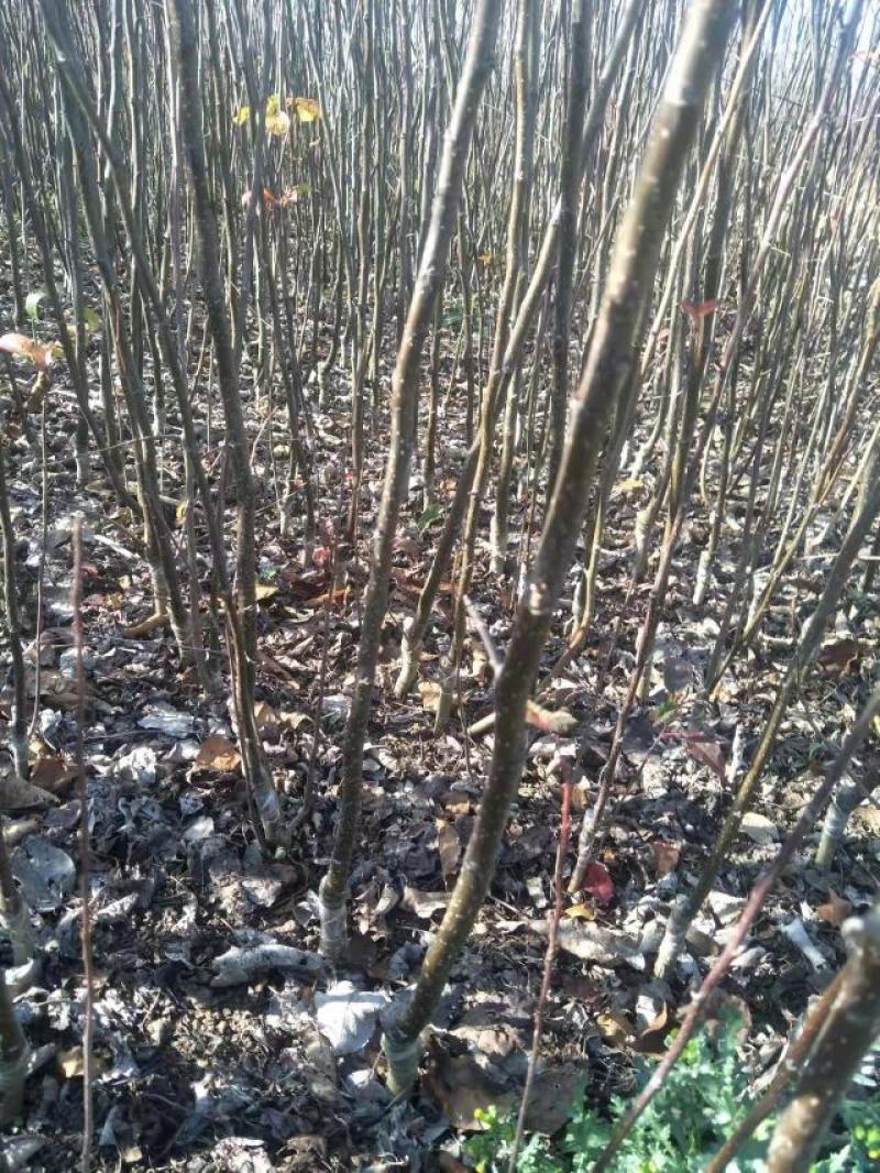 苹果苗糖心苹果苗免费提供种植技术指导，苗子包成活