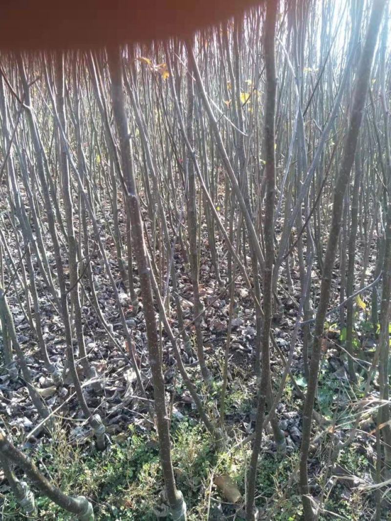 苹果苗糖心苹果苗免费提供种植技术指导，苗子包成活