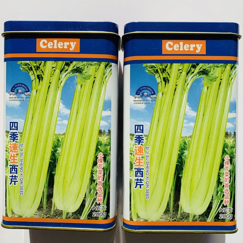 基地四季速生西芹种子航天芹菜种子特嫩实心芹菜种籽耐抽苔
