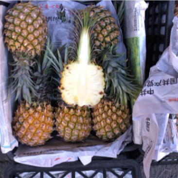 徐闻菠萝